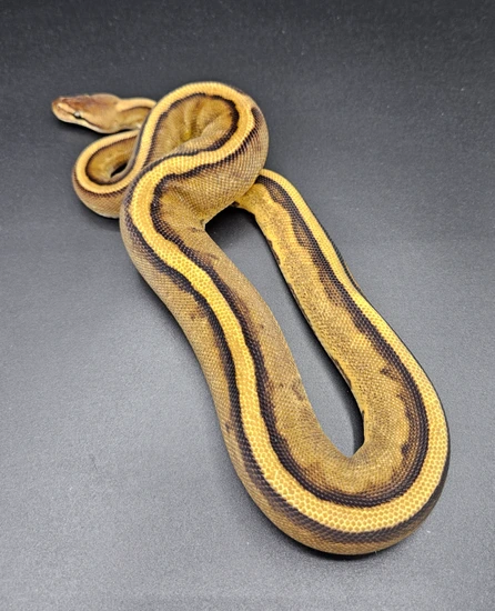 Genetic Stripe Ball Python by Maltese Morphs