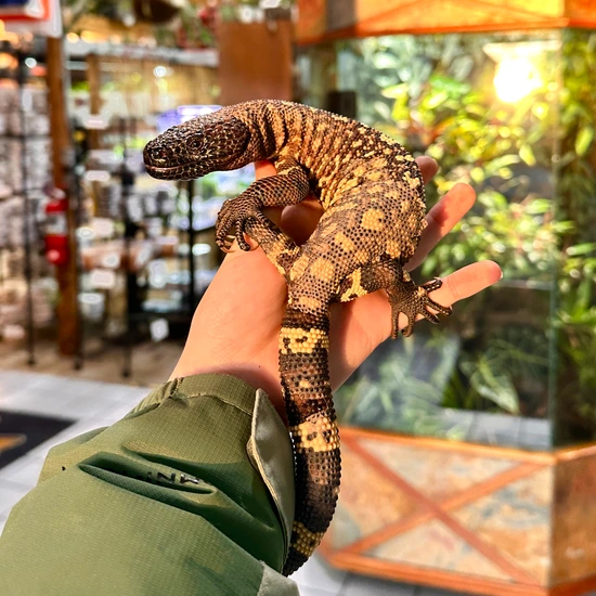 Rio Fuerte Beaded Lizard by East Bay Vivarium
