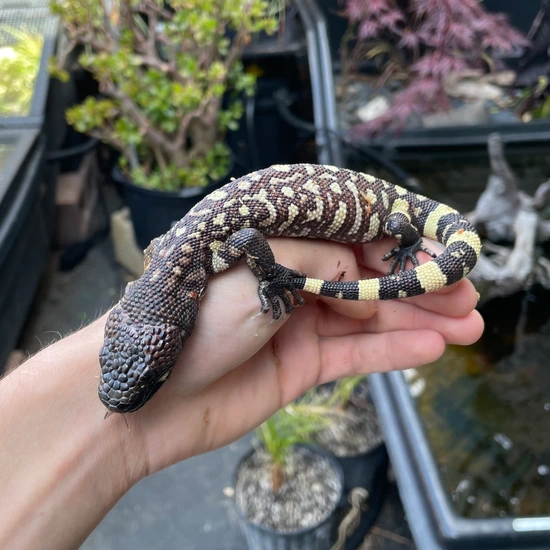 Rio Fuerte Beaded Lizard by East Bay Vivarium