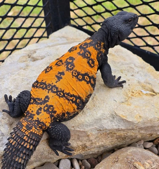 Orange Banded USCB Uromastyx by Eclectic Reptile LLC