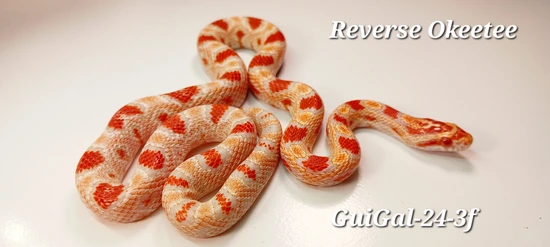Reverse Okeetee Corn Snake by ECW Reptiles