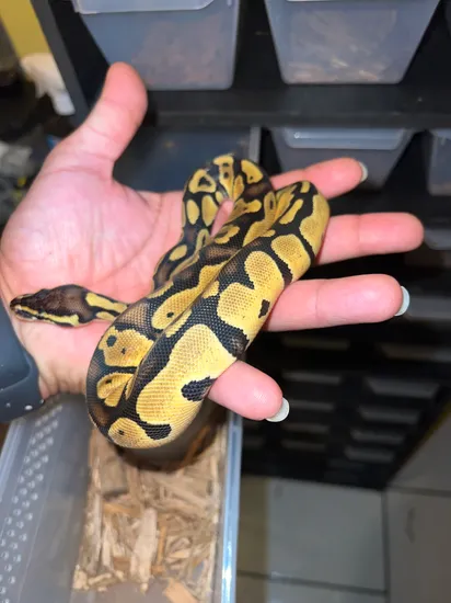 Pastel OD Pos Het Pied Ball Python by Exotic D.R.I.P Pythons