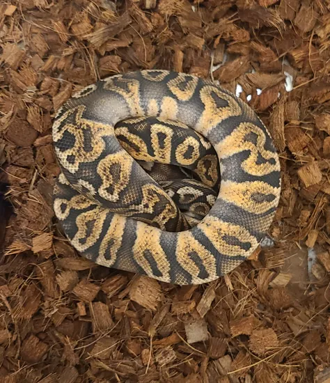 Ghi Pastel Ball Python by Static Morphs llc.