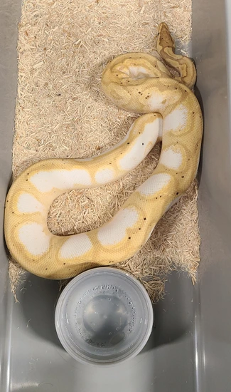 Banana Sugar Enchi PB Ball Python by Static Morphs llc.