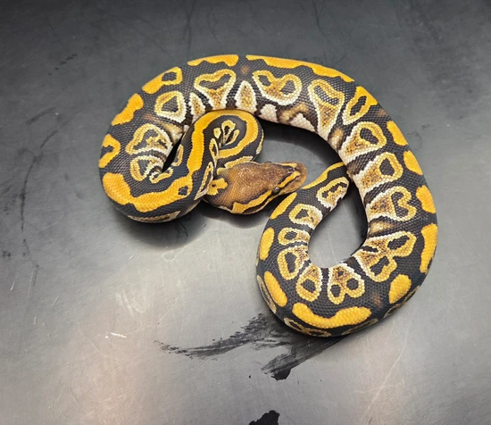 Cypress Het Clown Ball Python by Static Morphs llc.