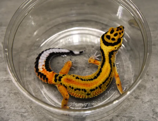 Firebold Cross Leopard Gecko by Ed's Bright and Strong Geckos