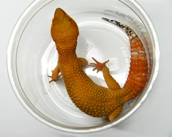 Mandarin Tangerine Leopard Gecko by Ed's Bright and Strong Geckos