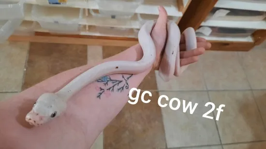 Cow Rec Python Golden Child Cow Reticulated Python by Eggtoothreptiles