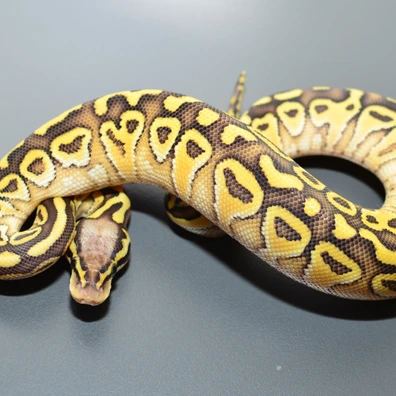 Bongo Lesser Pastel Het Clown