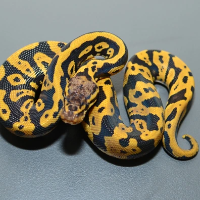 Confusion Pastel Vanilla Het Clown