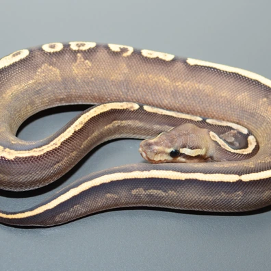 GHI Black Pastel Mojave Het Piebald