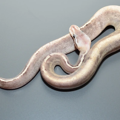GHI Mojave Pastel Black Pastel Het Piebald