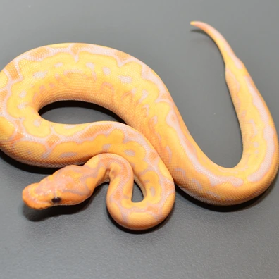 Banana Hurricane Clown