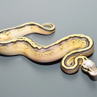 Bongo Leopard Pastel Fire Spotnose YB Het Clown