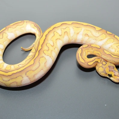 Lesser Hurricane Clown