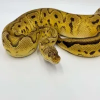 Ella Rose Ball Python by EH Xotics