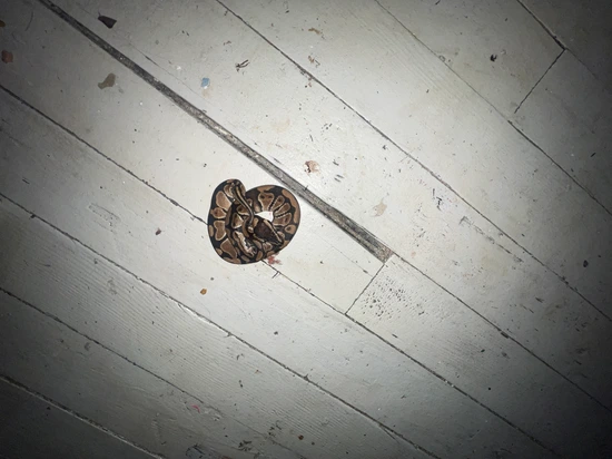 рџ ї Het Clown Ball Python By Allentown Pythons