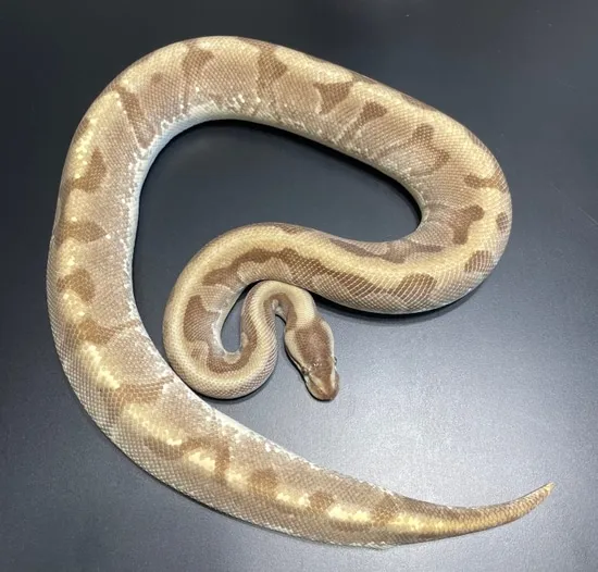HGW Enchi Lucifer Het Pied Ball Python by Monster Morphs
