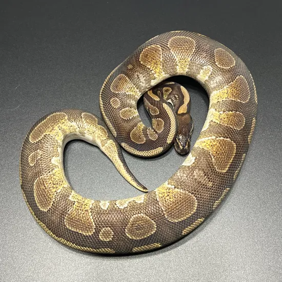 Enchi Stranger Pos Het Clown Ball Python by Monster Morphs
