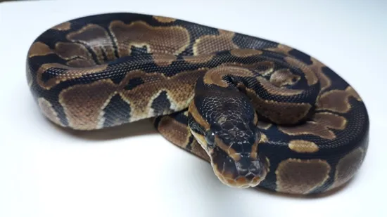 Normal Alien Ball Python Normal Ball Python by Alien Heads & Headstamps