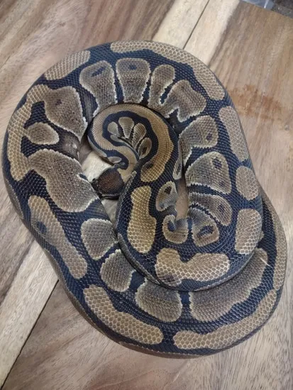 Normal Alien Ball Python Normal Ball Python by Alien Heads & Headstamps