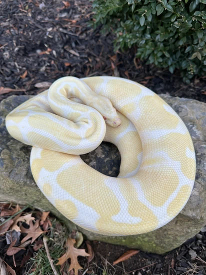 Adult Albino BP PAIR Ball Python by Eric's Cresteds