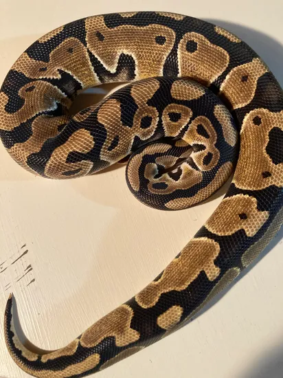 Yellowbelly Ball Python by Lightning Morphs