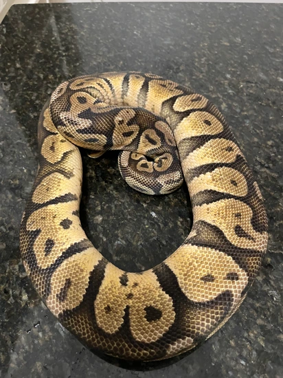 Pastel Yellow Belly Ball Python by Lightning Morphs