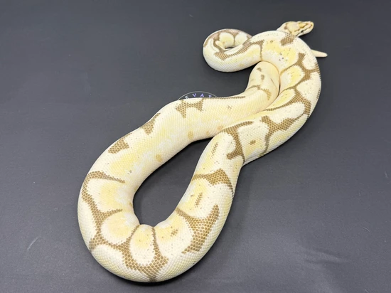 Orange Dream Fire Bee Ball Python by Elevated Morphs