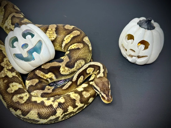 Pastel Sugar Yellow Belly Ball Python by Elevated Morphs