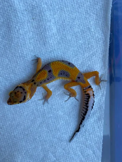 Tangerine (Atomic/Clown/G) Leopard Gecko by Quanta Geckos