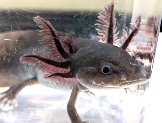 RARE 8-Gilled Mosaic Melanoid Axolotls by Ellie's Axolotls