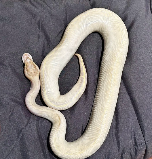 Ivory Ball Python by Ellie's Snake Pit