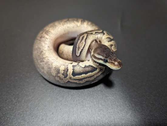 Pewter Het Pied Ball Python by Double Take Snakes