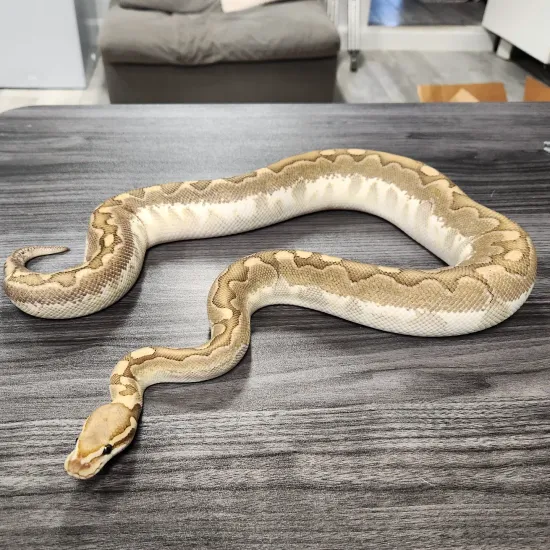 Krg Ball Python KRG Pastel Enchi Bamboo 50% Het Pied Ball Python by EmbersBallPythons
