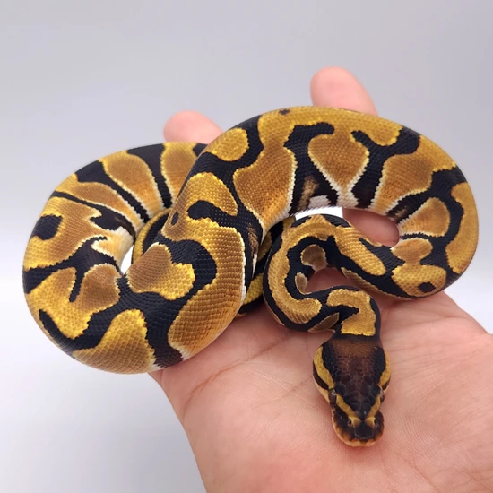 Krg Ball Python KRG OD Het Ultramel! Ball Python by EmbersBallPythons
