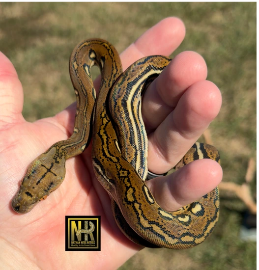 1.1 Aztec Pair **Super Aztec Makers** Reticulated Python by Nathan Hess ...