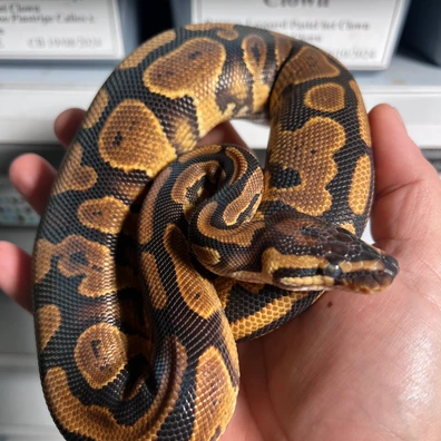 Gravel/YB Het Pied Ball Python - female for sale from Uncharted Snakes