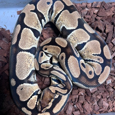 Trio HIOD Het Genetic Stripe Ball Python - female for sale from Uncharted Snakes