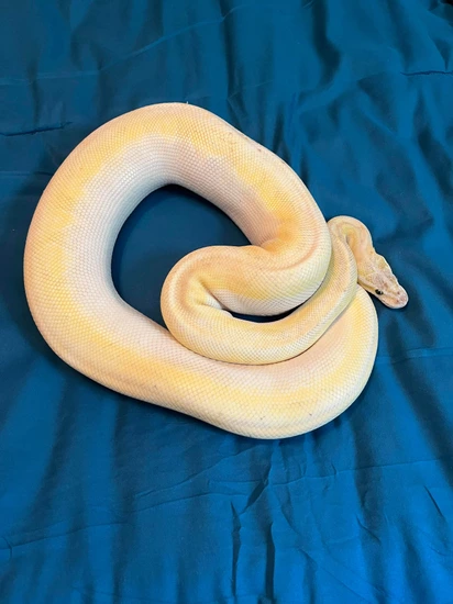 Super Mojave Ball Python by Shotgun Em’s Reptiles