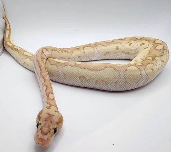 Banana Lesser Clown Ball Python by A&E Pythons
