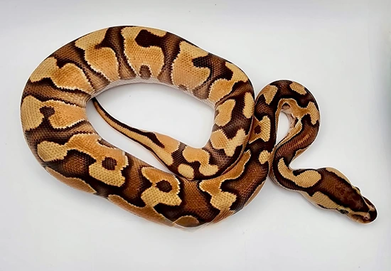Halloween Enchi 50% Het Cryptic 50% Het Pied Ball Python by A&E Pythons