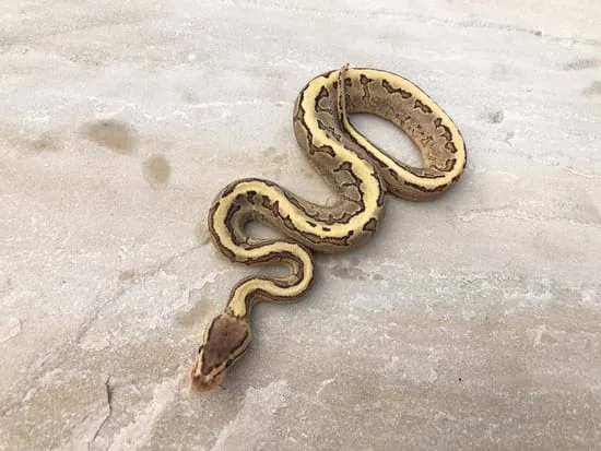 Yellow Belly Pinstripe Pos Fire Ball Python by Emperor Pythons
