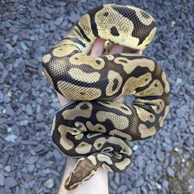 Pastel Het Pied (Proven Breeder) (JKR IMPORT) 2.7kg