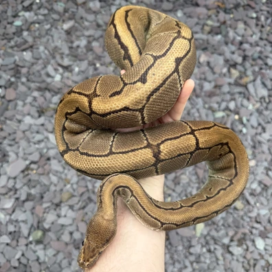 Pinstripe 100% Het Lavender Albino (Proven Breeder)