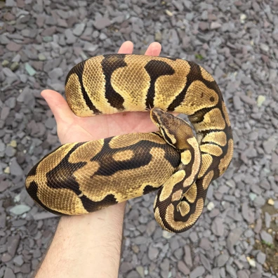 Pastel 66% Het Pied (Proven Breeder) 2.9kg Ball Python - female for sale from Emperor Pythons