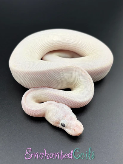 BEL Mojave Russo Ball Python by Enchanted Coils