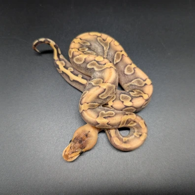 Champagne Enchi Poss Het Piebald Ball Python - female for sale from Miriquidi Ball Pythons