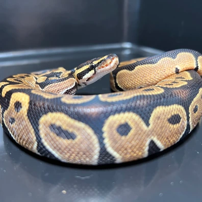2.2 66%Het. Monarch Ball Python - female for sale from Silesia Reptiles