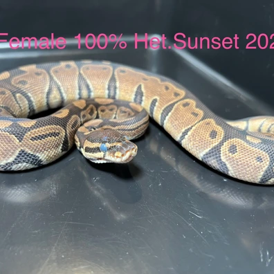 100% Het. Sunset Ball Python - female for sale from Silesia Reptiles